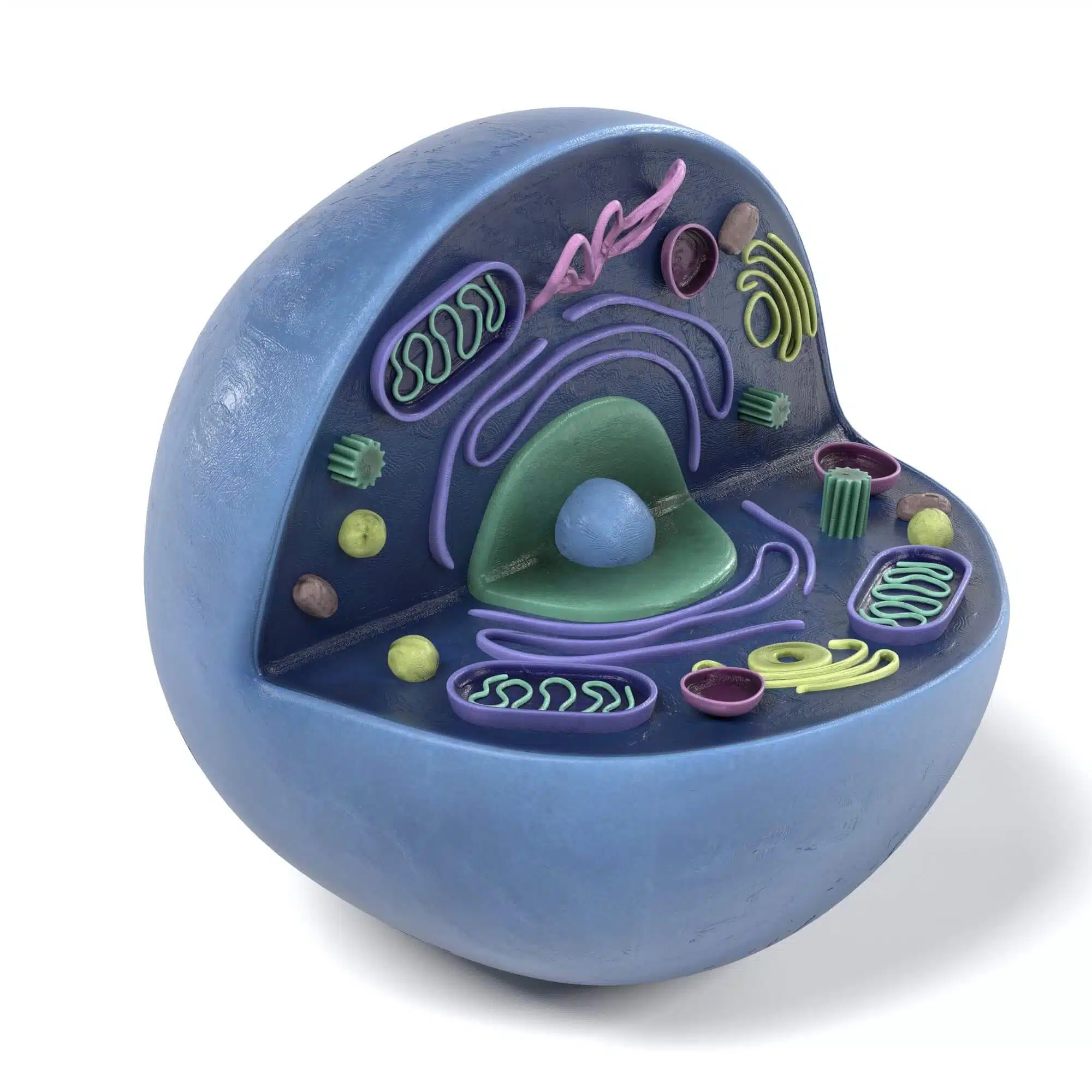 A model of a cell with mitochondria (the green coils) - Illustration Image: depositphotos.com