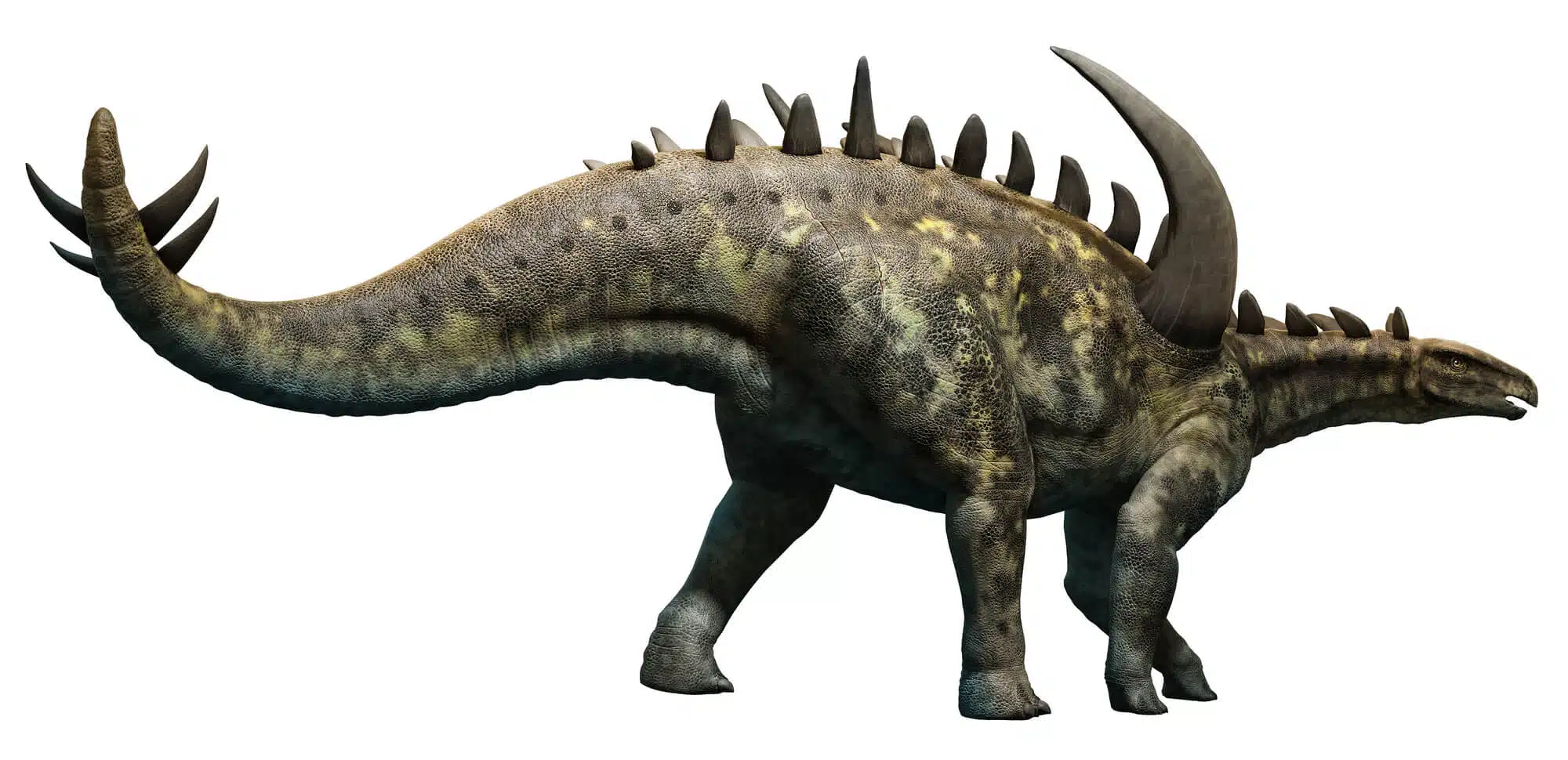A vegetarian dinosaur from the Stegosaurus group. On his back were a series of rigid surfaces that apparently absorbed sunlight, but gradually began to be used for fighting and defense as well. Image: depositphotos.com
