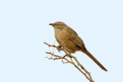 זנבן ערביאיור: depositphotos.com