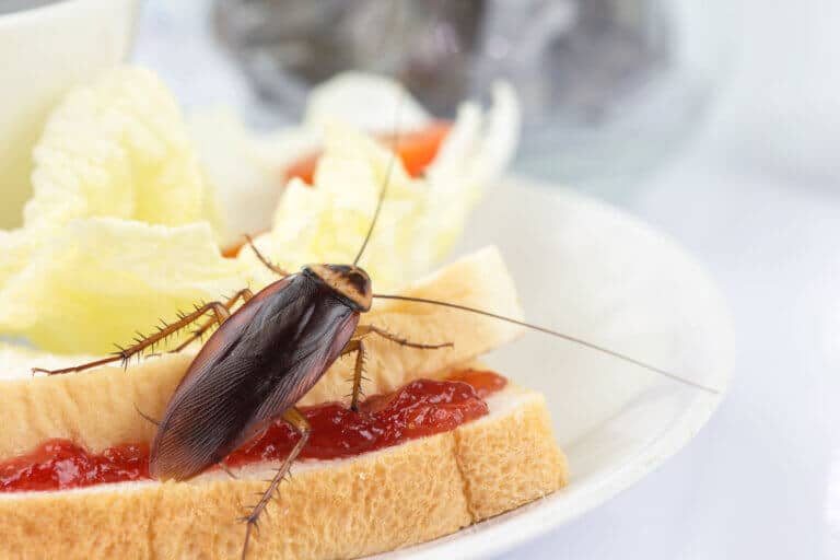 American cockroach climbing on a sandwich. Image: depositphotos.com