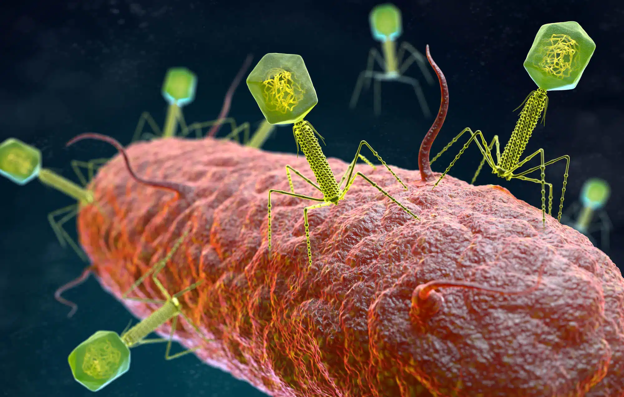 Bacteriophages (phages) attack bacteria (illustration) Image: depositphotos.com