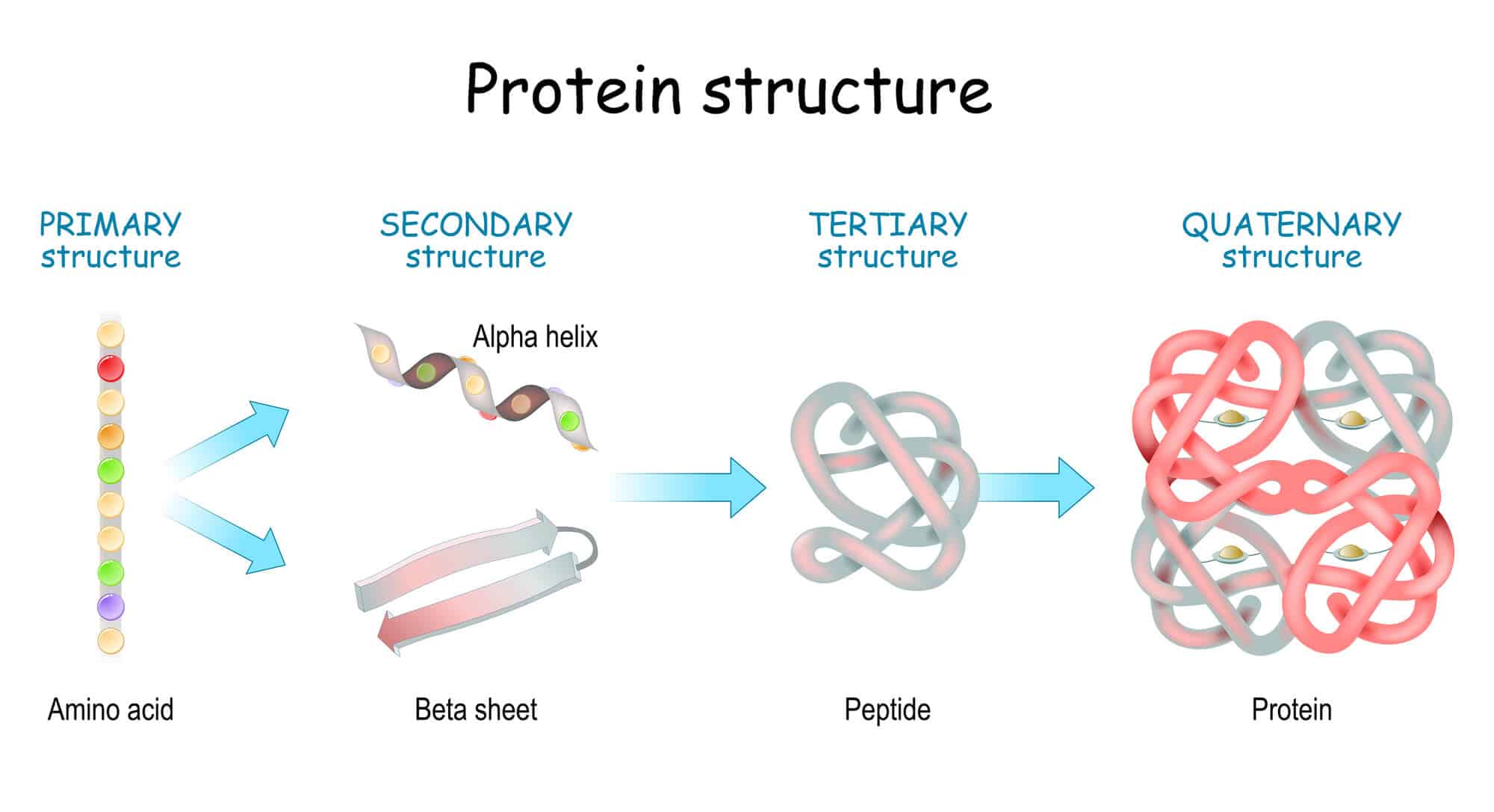 מבנה החלבון.   <a href="https://depositphotos.com. ">איור: depositphotos.com</a>