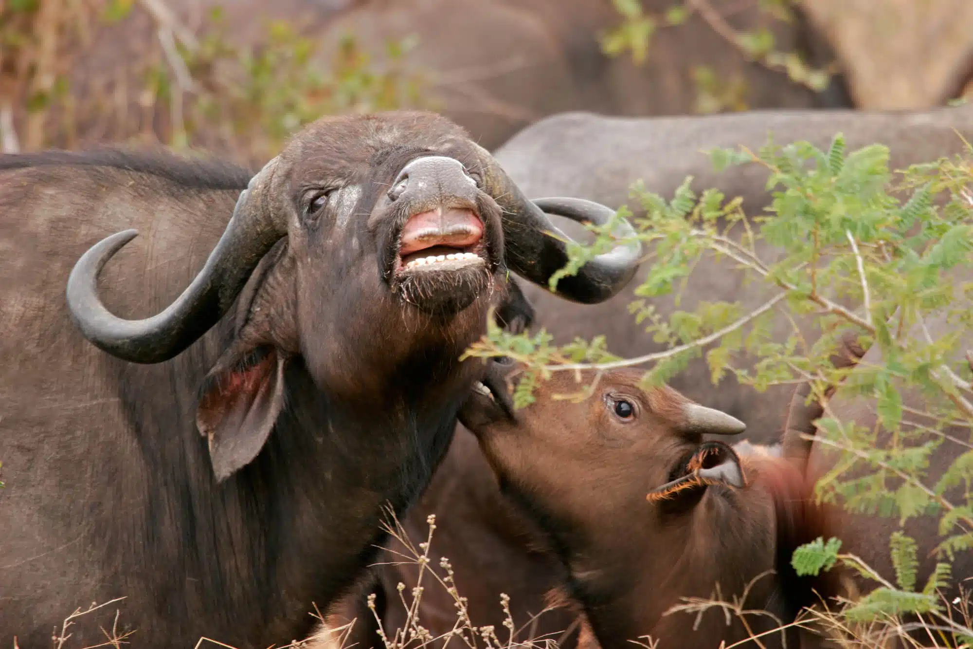 African buffalo. Image: depositphotos.com