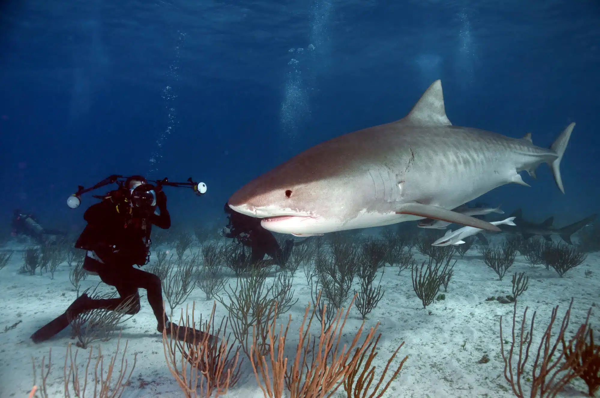 One of the deadliest creatures in nature, next to the tiger shark. Image: depositphotos.com