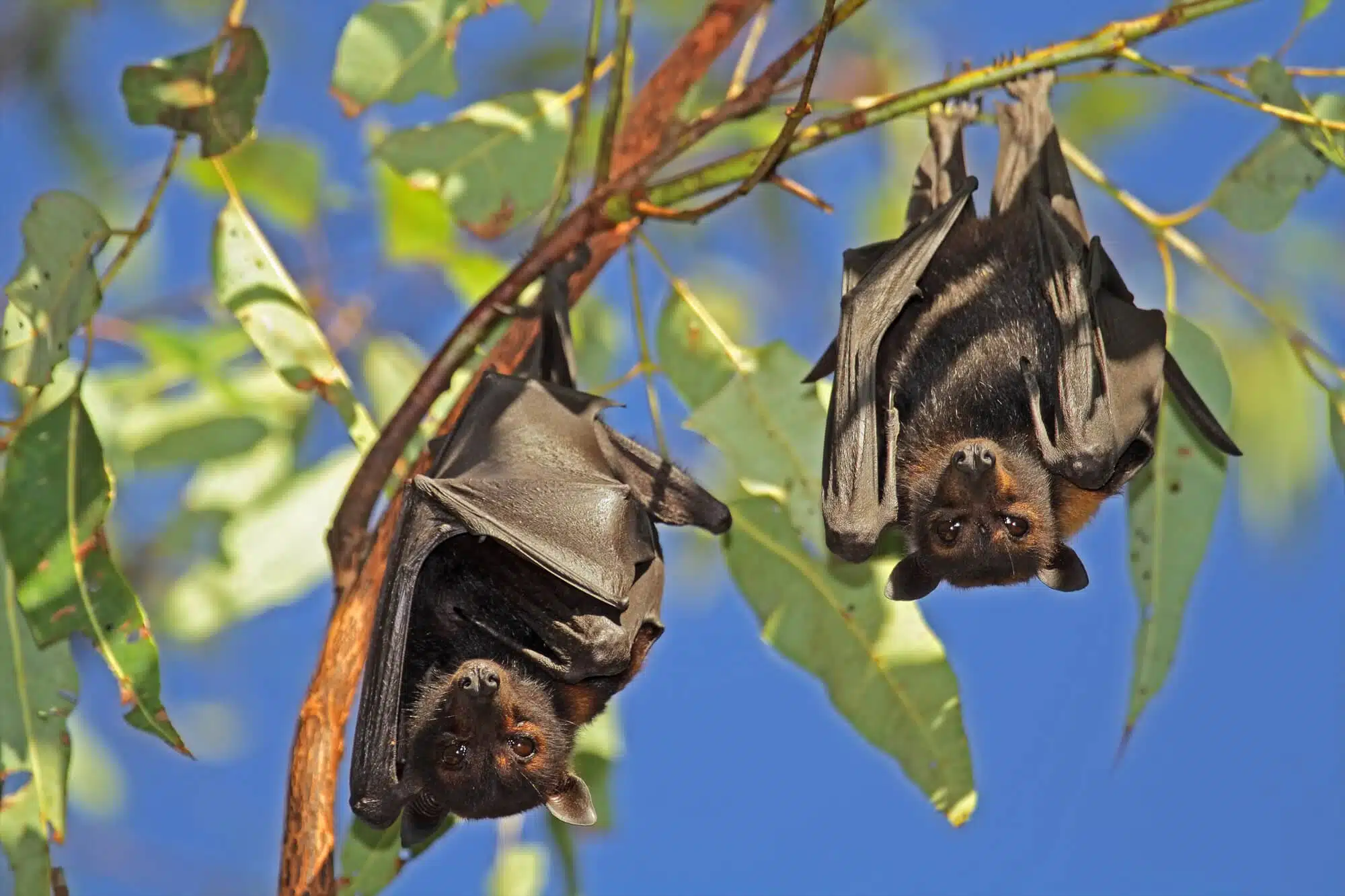 Fruit bats. Image: depositphotos.com