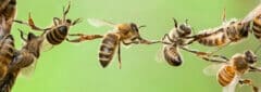 שרשרת דבורים. איור: depositphotos.com