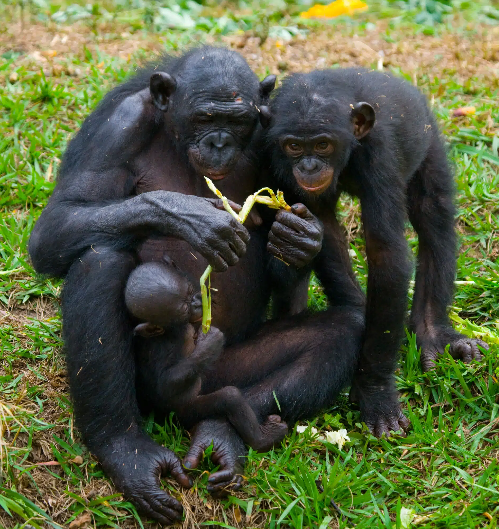 Two bonobo chimpanzees and a bonobo baby. Image: depositphotos.com