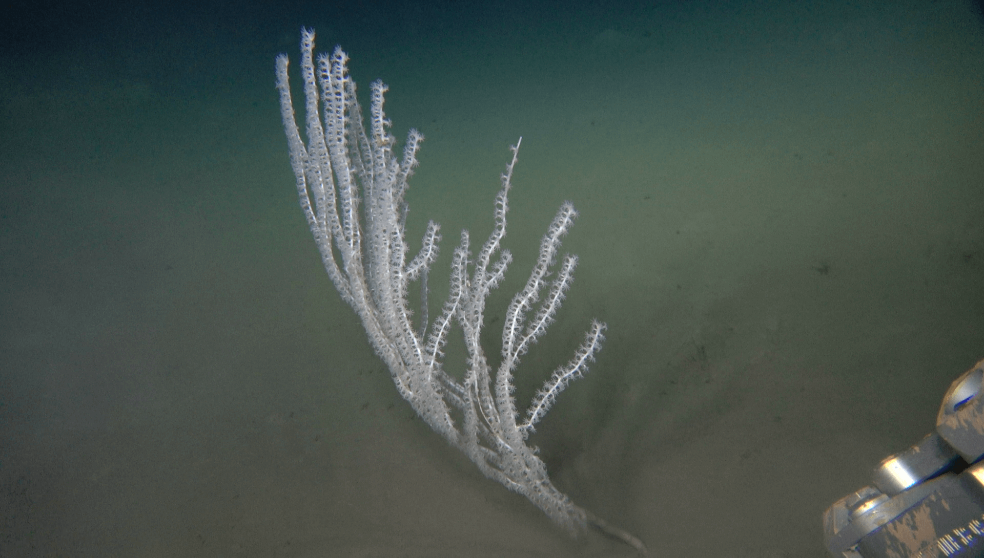 אלמוג הבמבוק Isidella elongata המוגדר בסכנת הכחדה קריטית, בהפרעת פלמחים. צילום_ אדם וייסמן, איציק מקובסקי, דני צ'רנוב, אוניברסיטת חיפה