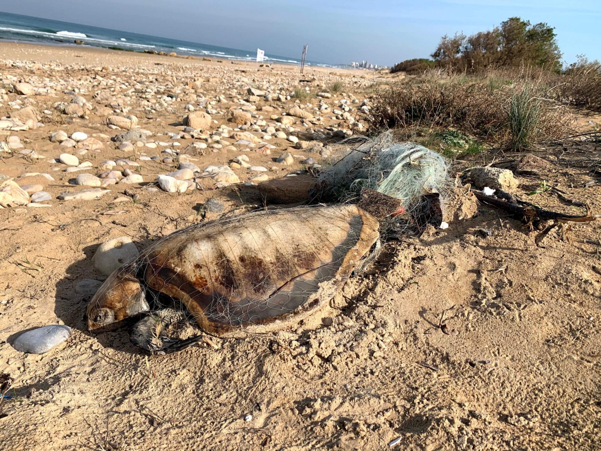 צילום: אדי דימה