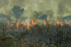 שריפות ביער הגשם באמזונס. איור: depositphotos.com