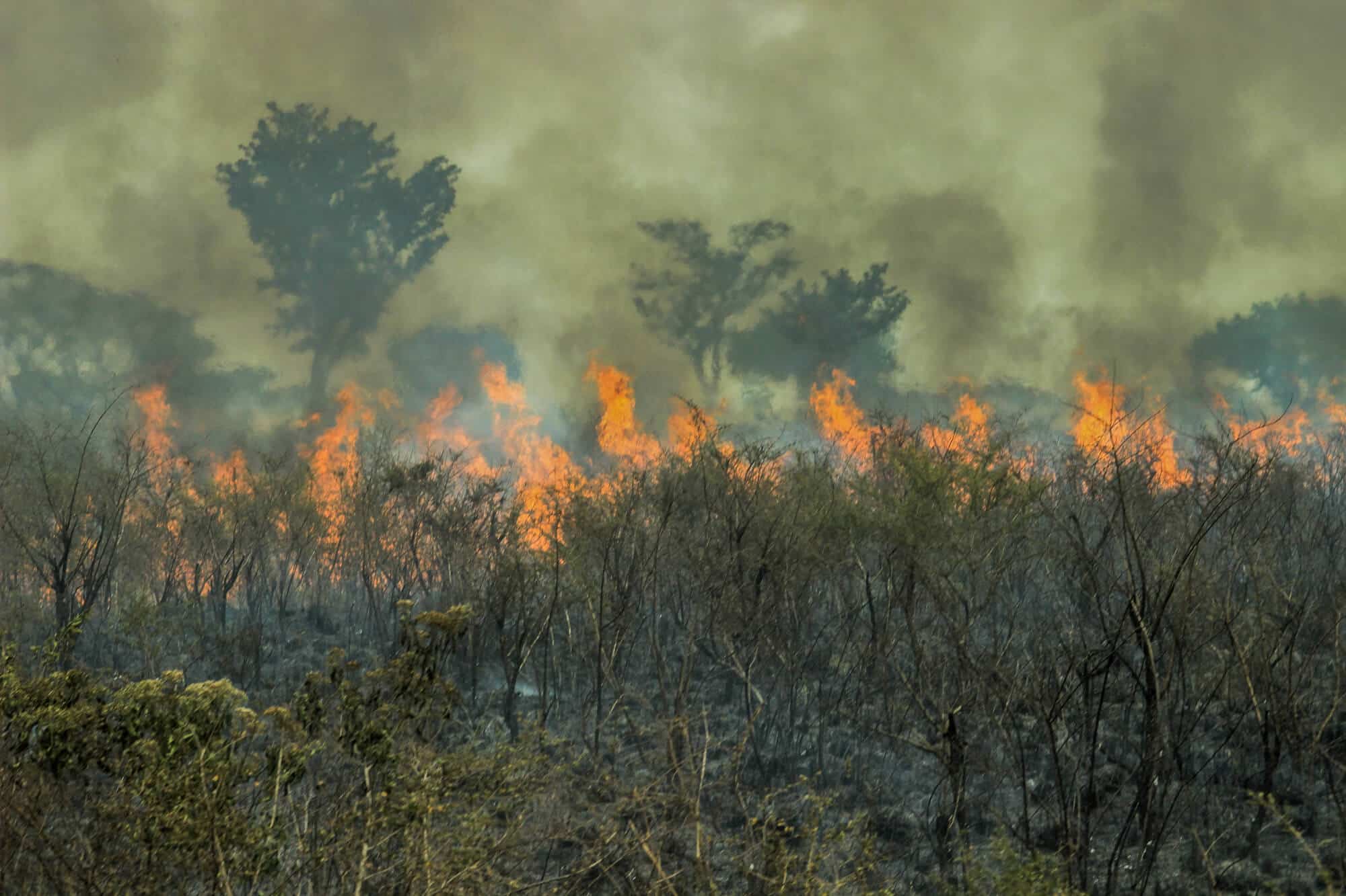 الحرائق في غابات الأمازون المطيرة. الصورة: موقع إيداع الصور.com