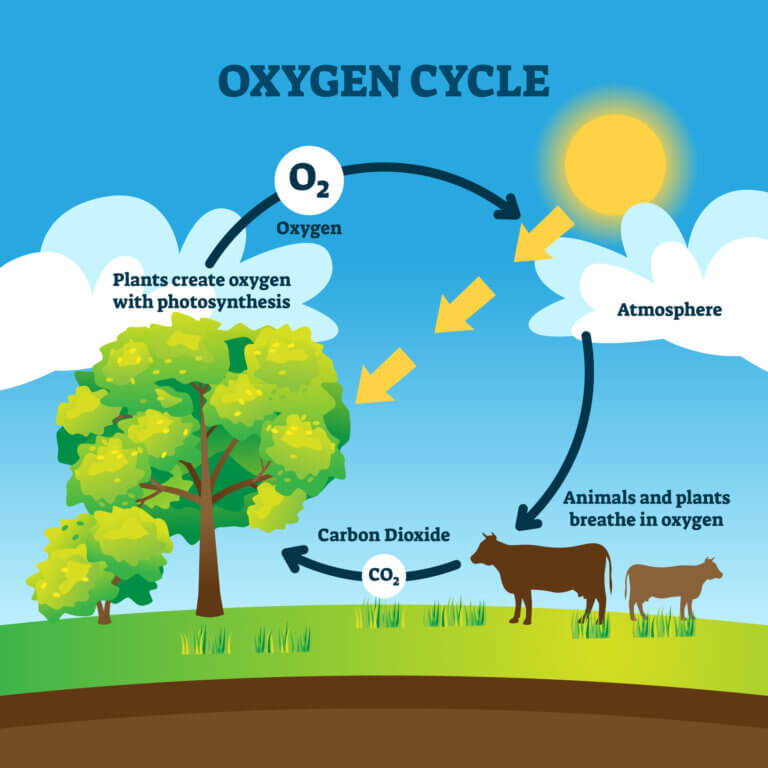 the oxygen cycle. Image: depositphotos.com