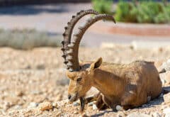 זכר יעל בנגב. איור: depositphotos.com