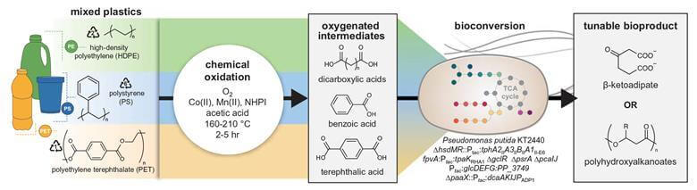 مخطط يصف العملية المشتركة: الأكسدة الكيميائية لثلاثة أنواع مختلفة من البوليمرات الموجودة في النفايات المختلطة؛ استخدام البكتيريا المهندسة لإنشاء منتجين حيويين مهمين للصناعة الكيميائية