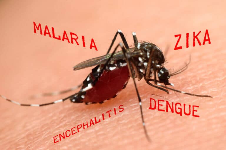יתושים מוצצי דם, אחד ממעבירי המחלות המסוכנים ביותר. אילוסטרציה: depositphotos.com