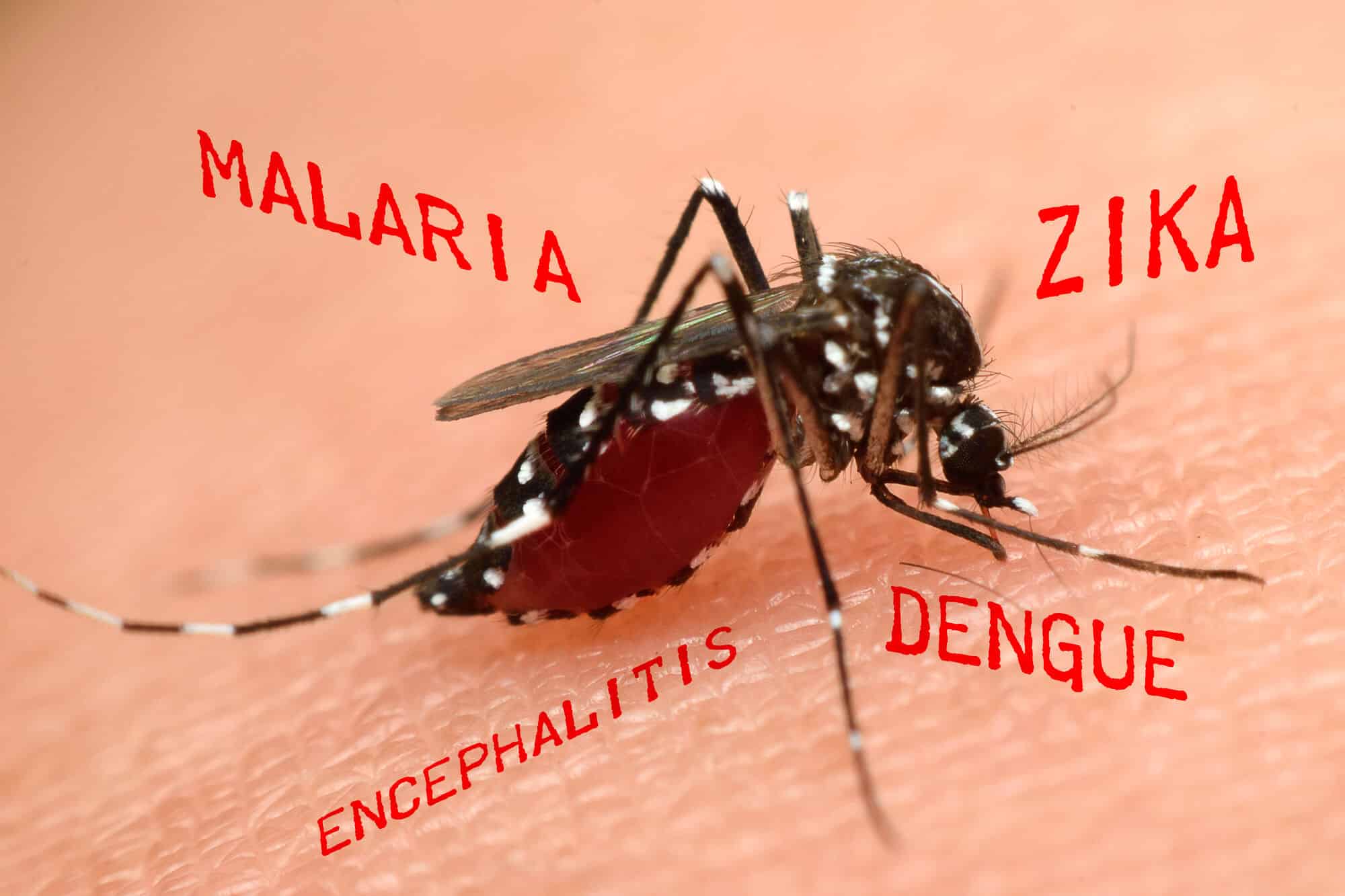 יתושים מוצצי דם, אחד ממעבירי המחלות המסוכנים ביותר. <a href="https://depositphotos.com">אילוסטרציה: depositphotos.com</a> 