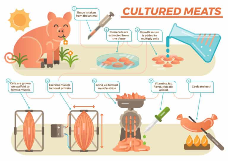 Production of cultured pork from stem cells. Image: depositphotos.com