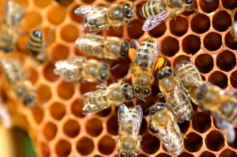 Honey bees in the hive. Illustration: depositphotos.com