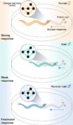תרשים המציג את המעגל העצבי לחישת סכנה בתולעים הנקביות (למעלה), בתולעים הזכרים (במרכז), ובתולעים הזכרים המהונדסים (למטה) אשר אימצו התנהגות נקבית בעקבות יצירת חיבור בין שני תאי עצב במעגל