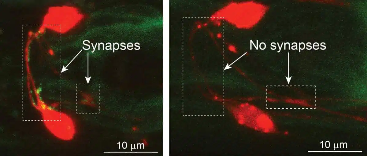 The nerve cells (red) that make up the neural circuits that are responsible for sensing danger in the worm. Fluorescence labeling reveals active connections between neurons (bright green dots) present in females (left) but not in males
