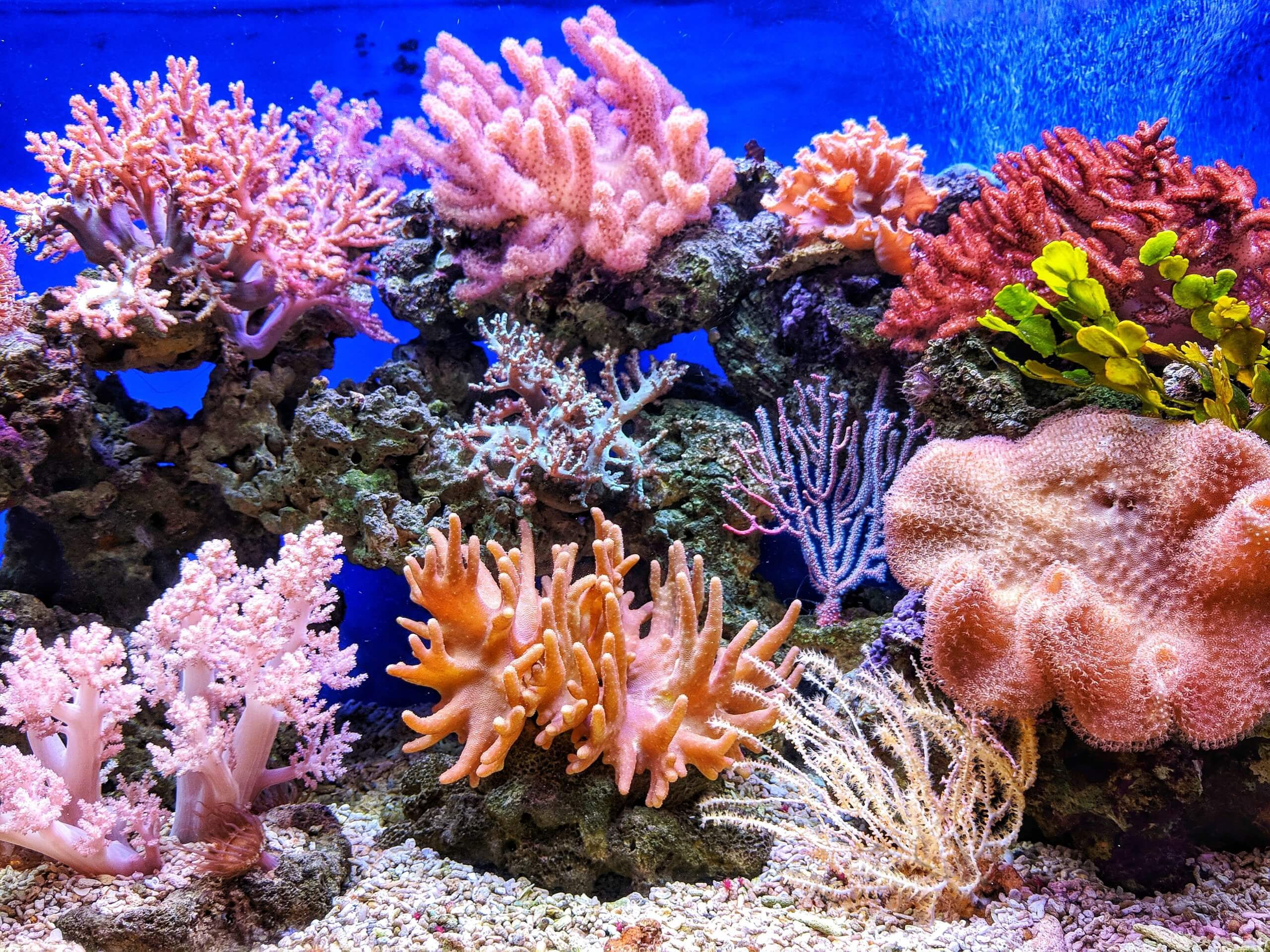 التهديد الأكثر أهمية للحاجز المرجاني العظيم هو ارتفاع درجة حرارة مياه المحيطات، مما يؤدي إلى تبييض المرجان. الصورة بواسطة QUI NGUYEN على Unsplash