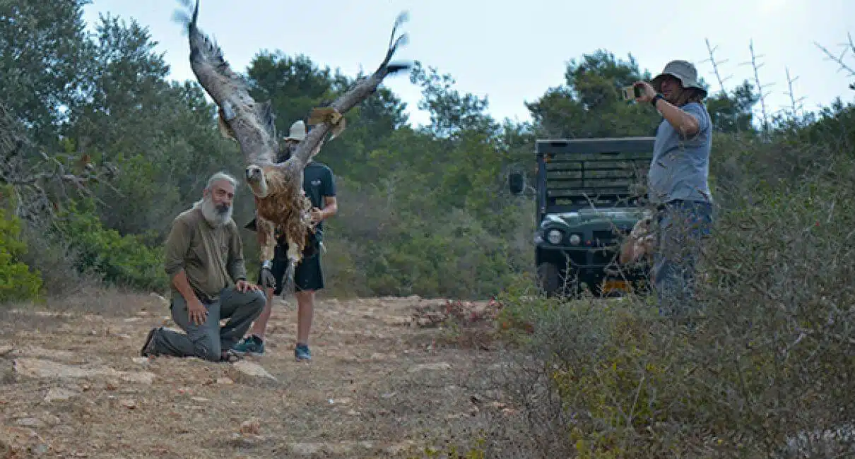 Release of an eagle in the Negev Mountain area. The wing tags help identify the eagle in the field, and the transmitter makes it possible to locate poisons in real time. Photo: Tubel'a Solomon