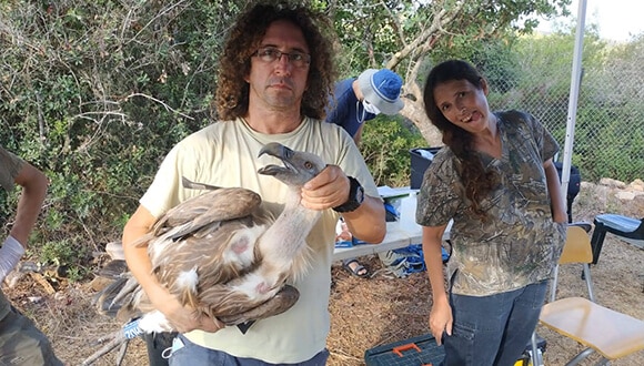 Dr. Or Spiegel and Dr. Neely Englister during the release of eagles in Carmel. As part of the monitoring, blood and urine samples are taken to monitor diseases in the population. Photo: Tubel'a Solomon