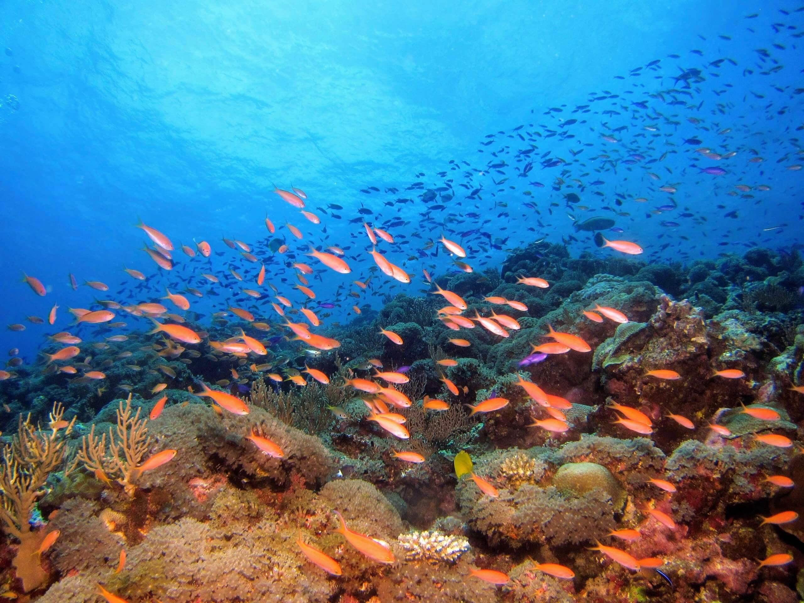 כשני שליש משוניות האלמוגים בחלק המרכזי והצפוני של שונית המחסום הראו את סימני ההתאוששות הטובים ביותר מזה 36 שנה. Photo by Hiroko Yoshii on Unsplash