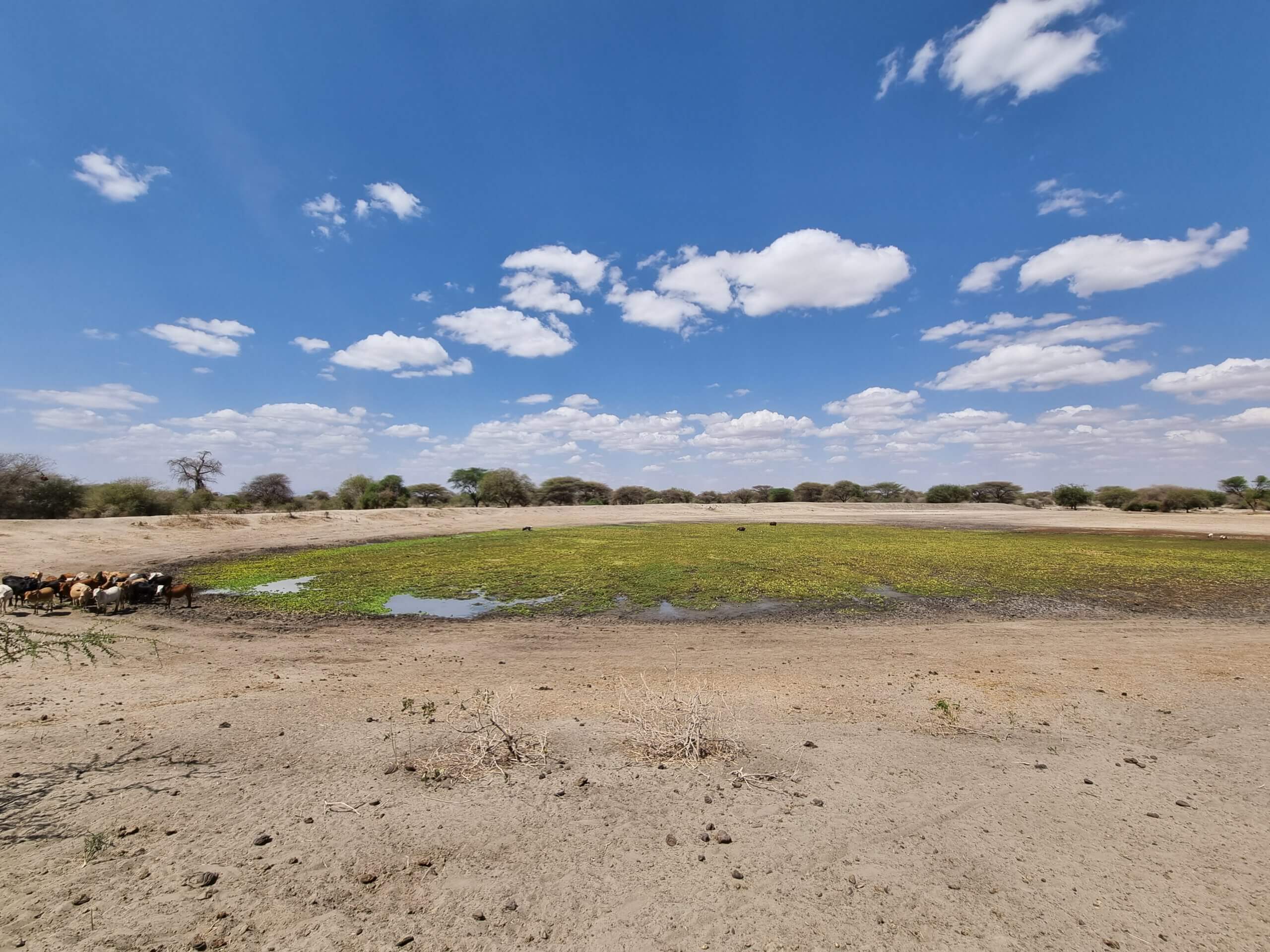 Water sources are drying up. Swamp in Babati District in Tanzania. Engineers Without Borders team - Israel Tel Aviv