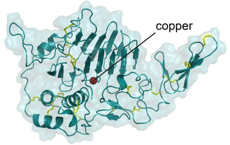 המבנה של אתר הקישור ליוני נחושת (באדום) במולקולת מוצין