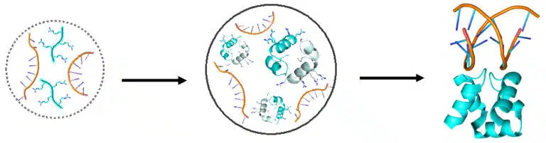 Prof. Toufik's hypothesis on the origin of life: from individual peptides without structure (turquoise, left) to proteins with structure and the ability to bind to DNA (turquoise, right), through an intermediate stage of peptides that organize into dimers within droplets (center)