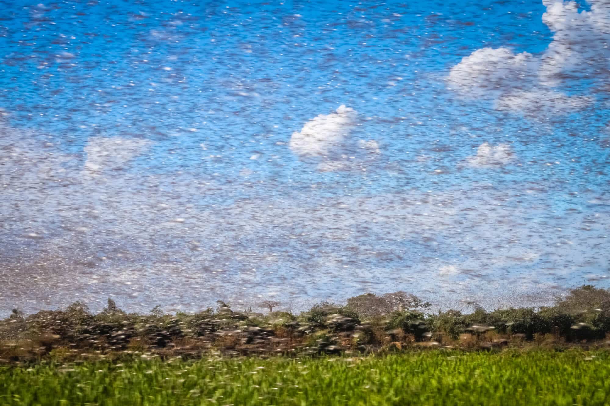 A huge swarm of locusts. Illustration: depositphotos.com