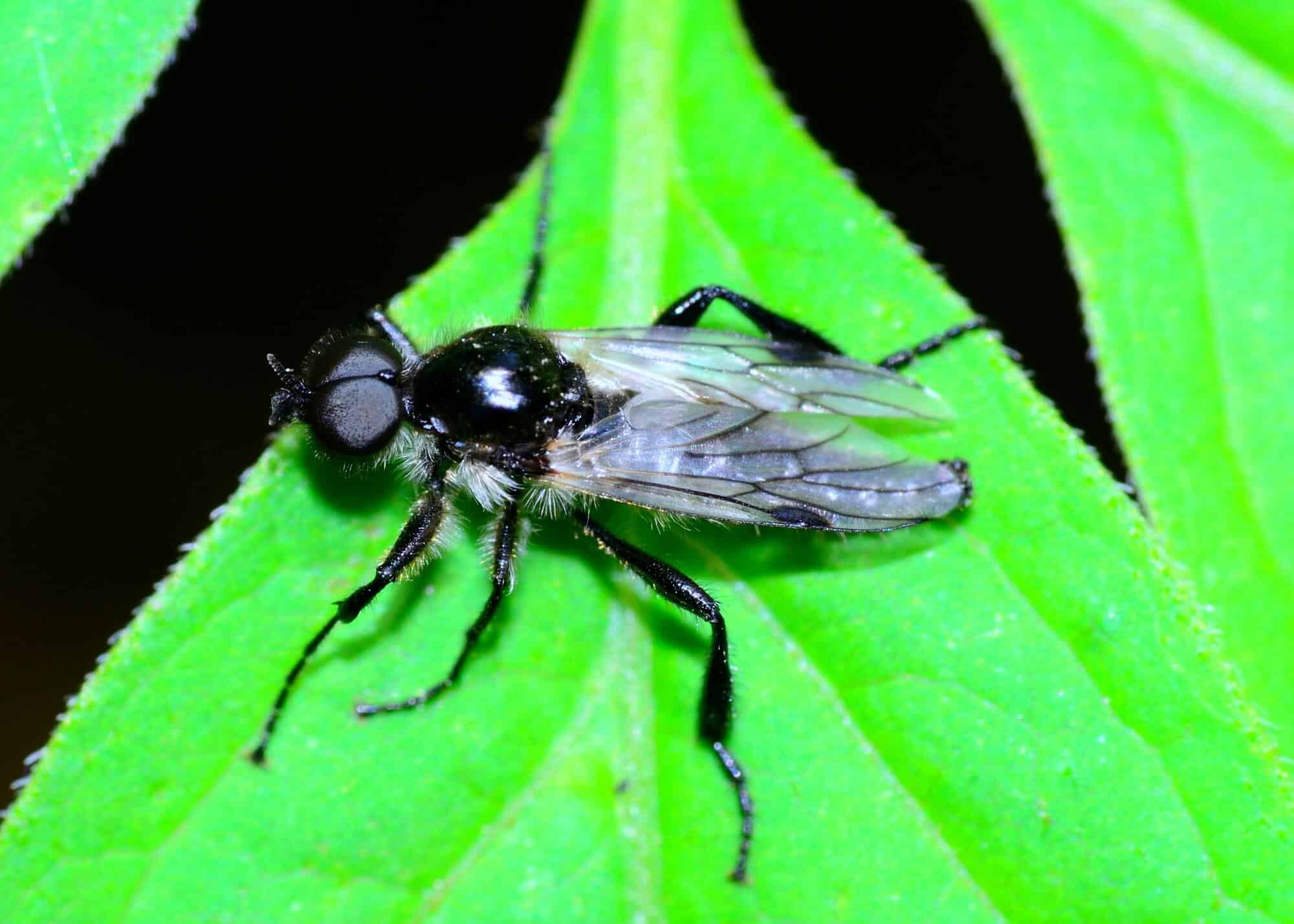 The black soldier fly. Illustration: depositphotos.com