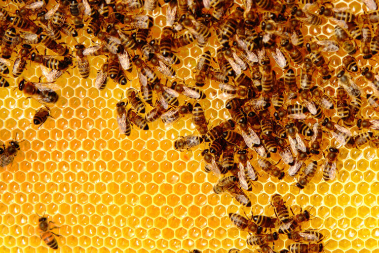 A swarm of bees returns to the hive. The researchers found that the bees created an electric field in the range of 1,000-100 volts per meter. Illustration: depositphotos.com