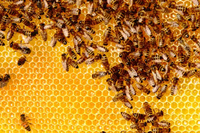 يعود سرب من النحل إلى الخلية. ووجد الباحثون أن النحل خلق مجالا كهربائيا في حدود 1,000-100 فولت لكل متر. الرسم التوضيحي: موقع Depositphotos.com
