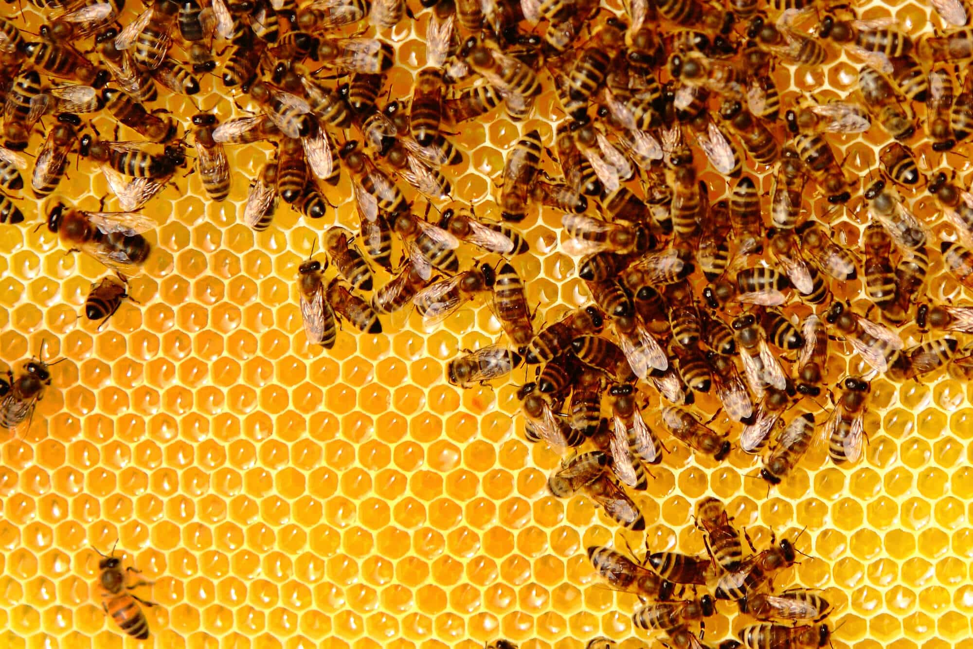 נחיל דבורים חוזר לכוורת. החוקרים גילו שהדבורים יצרו שדה חשמלי בטווח של 1,000-100 וולט למטר.  <a href="https://depositphotos.com">אילוסטרציה: depositphotos.com</a>