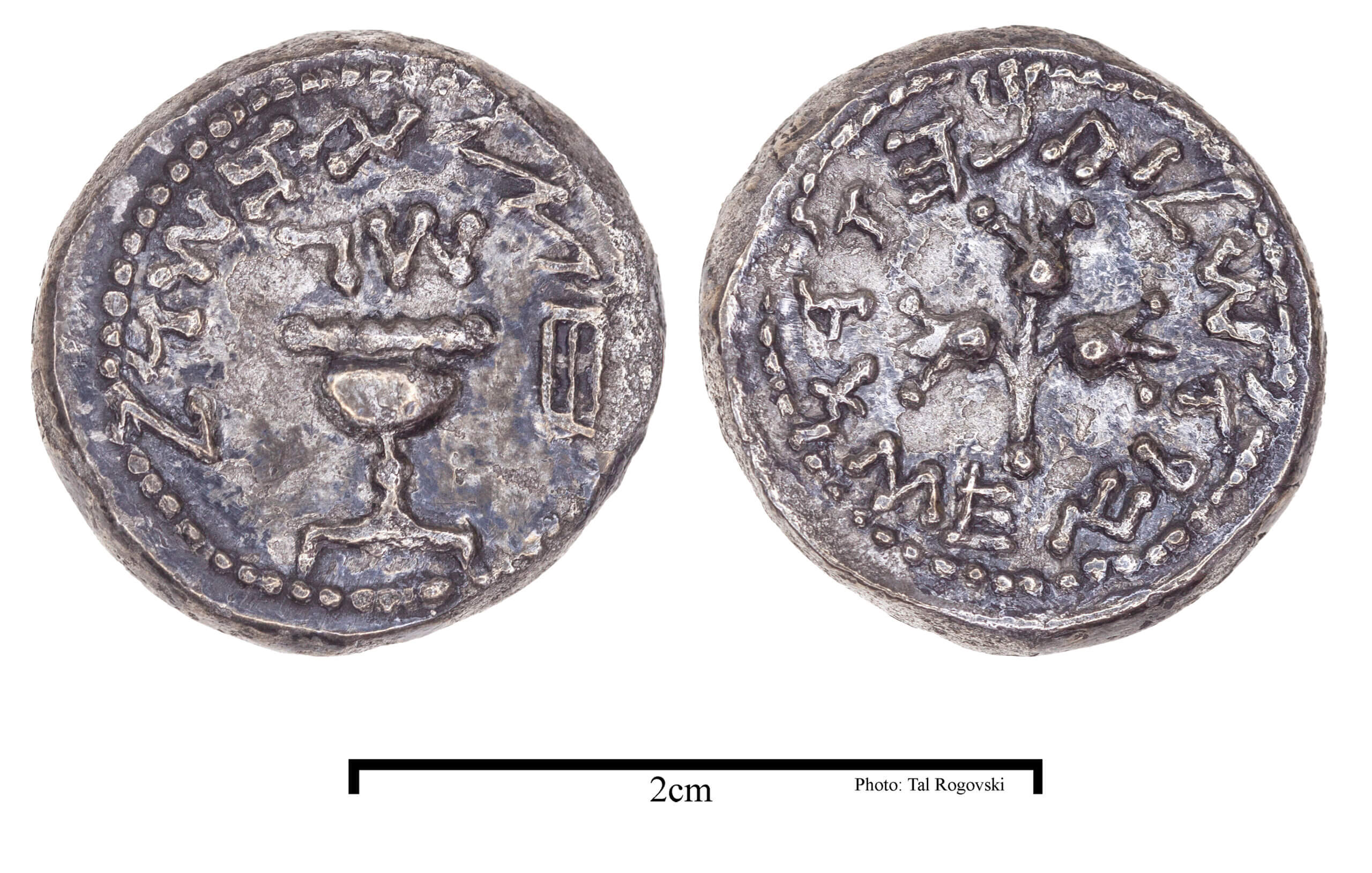 The half shekel coin of the third year of the Great Revolt (Photo: Tal Rogovsky)