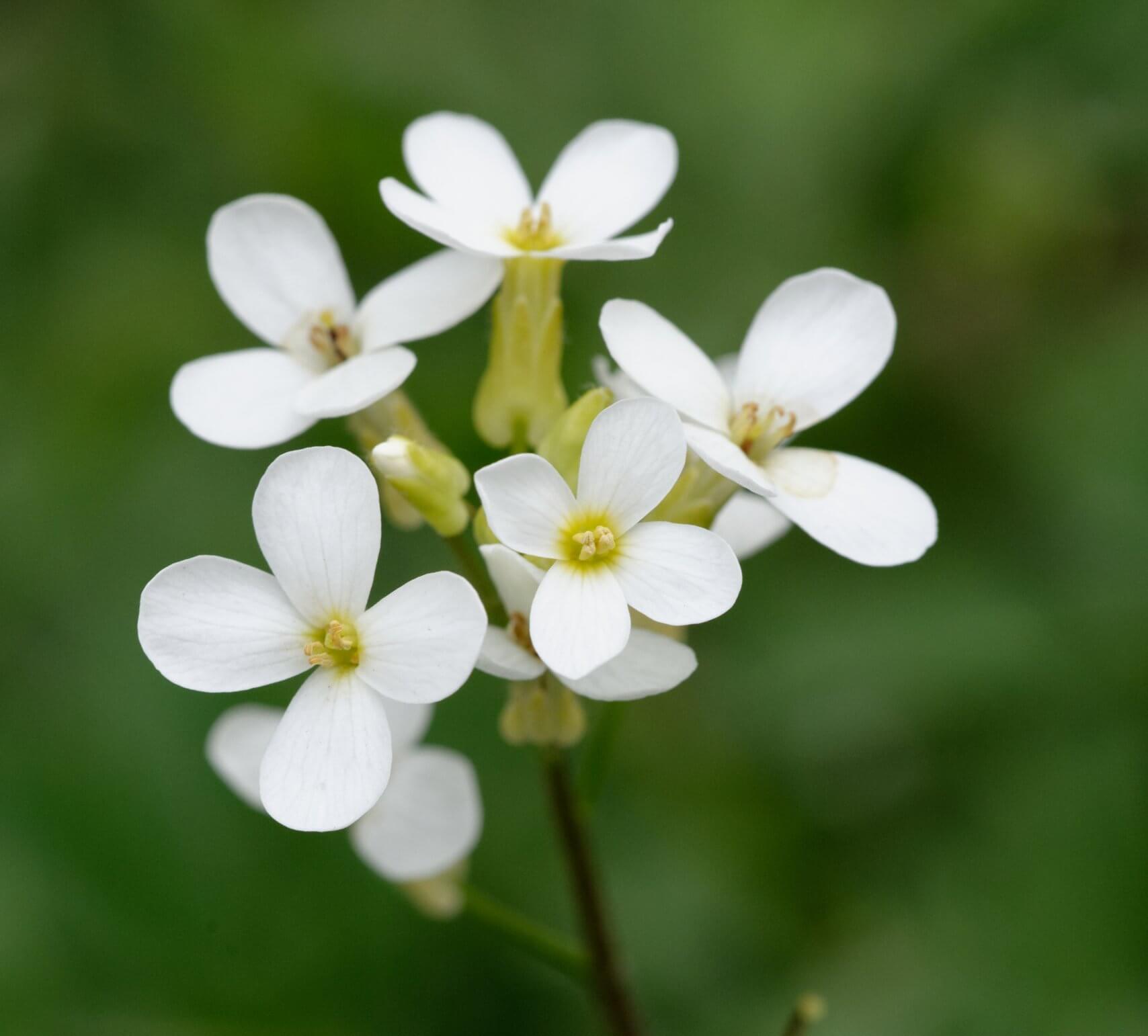 המחקר החדש עסק בצמח התודרנית הלבנה (Arabidopsis thaliana), עשב בעל פרחים לבנים שנפוץ באירופה, באסיה ובצפון אפריקה. צילום: Marie-Lan Nguyen, CC-BY 2.5