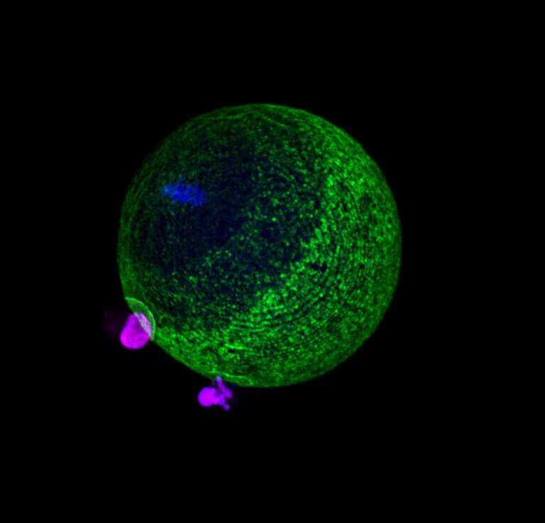 Kidney cells expressing the isomo protein and in addition a fluorescent protein in the cell nucleus (in purple), adjacent to an egg expressing a fluorescent protein in the cell membrane (green) and staining the genetic material in blue.