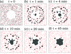 היווצרות סינפסה אימונולוגית – אזור המגע בין תא דם לבן לתא החיידק שהוא לוכד. הנקודות האפורות מייצגות את הקשרים הקצרים בין תא הדם הלבן (לימפוציט) לתא החיידק
