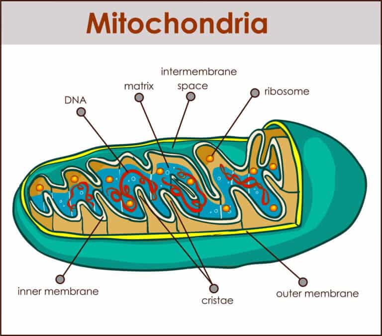 Mitochondrial structure. Illustration: depositphotos.com