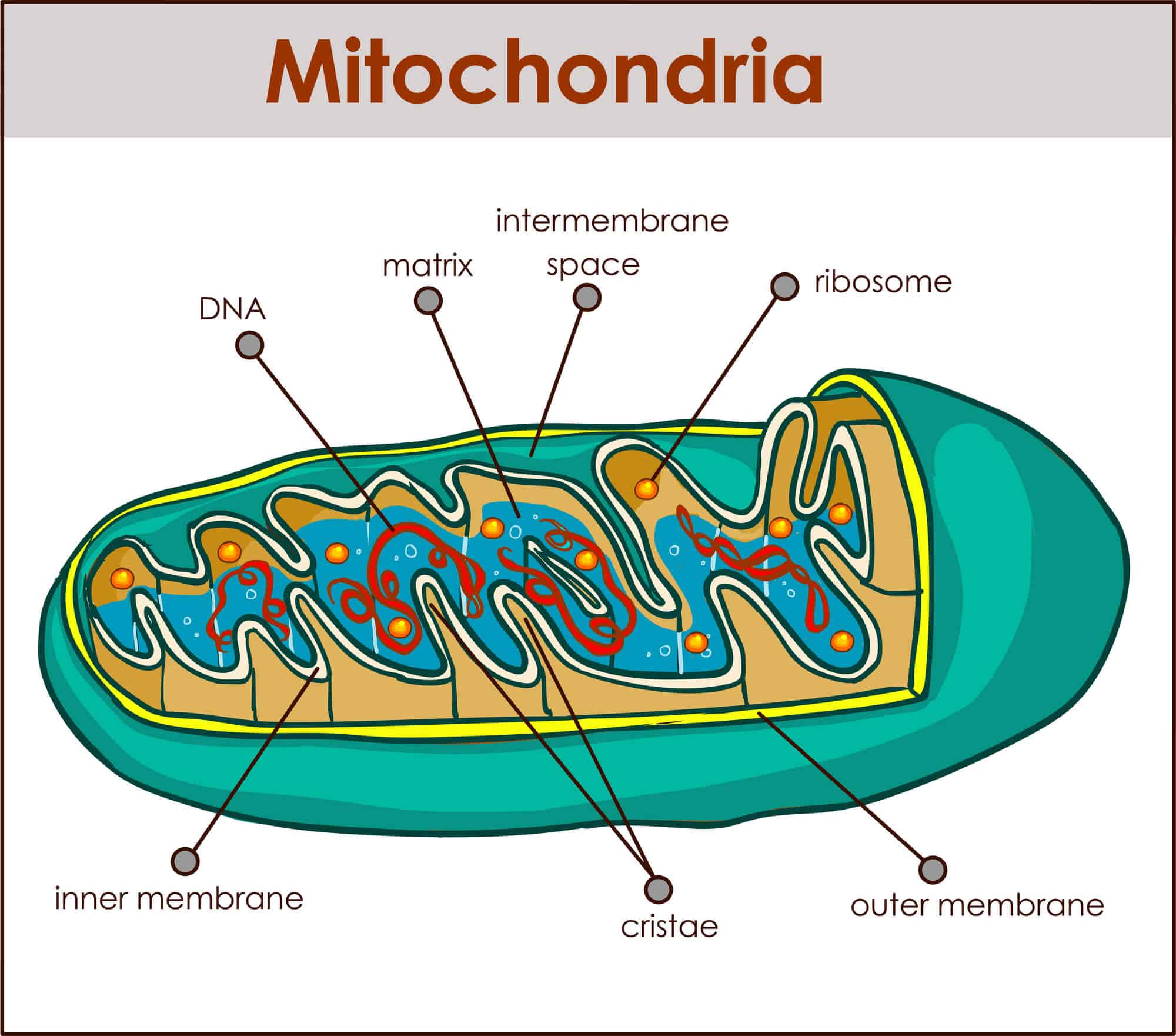 هيكل الميتوكوندريا. الرسم التوضيحي: موقع Depositphotos.com