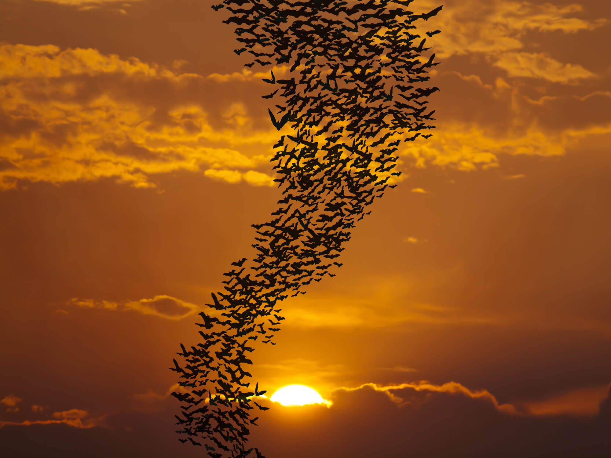 A flock of bats. Illustration: depositphotos.com
