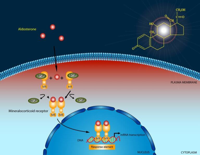 The cellular signaling system. Illustration: depositphotos.com