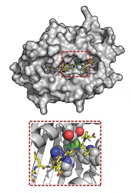 למעלה: מודל תלת-ממד של צבר חלבונים המעורב בפעילותה של המערכת החיסונית. למטה: תקריב על מקטע חלבון (צהוב) עם תגית (ירוק)