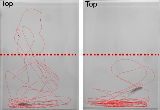 דגיגי זברה חוקרים עומקים שונים של מיכל חדש (משמאל, תנועתם מיוצגת באדום), בעוד דגיגים הסובלים מעקה (מימין) ממעטים לעזוב את הקרקעית ומדירים סנפיריהם מחציו העליון
