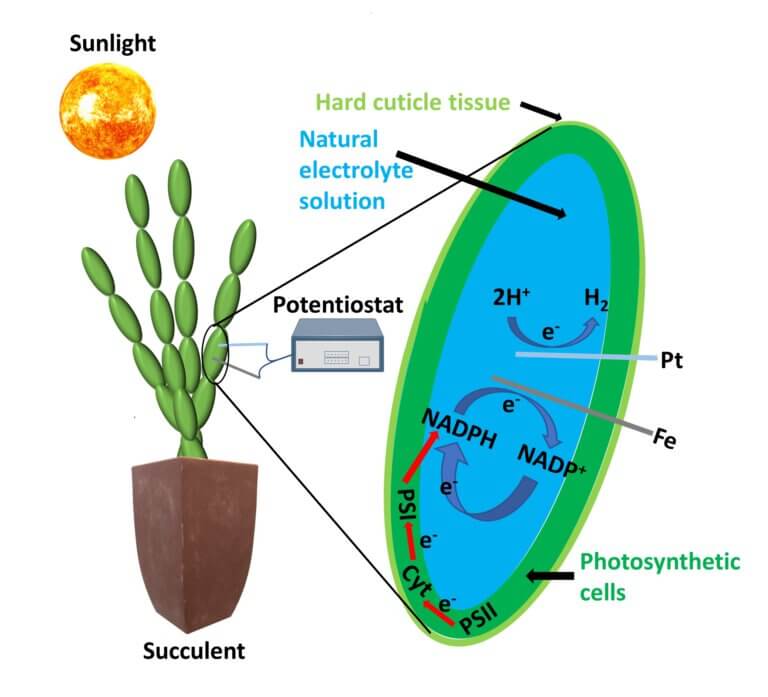 Photosynthesis in the service of man. Illustration of the researchers.