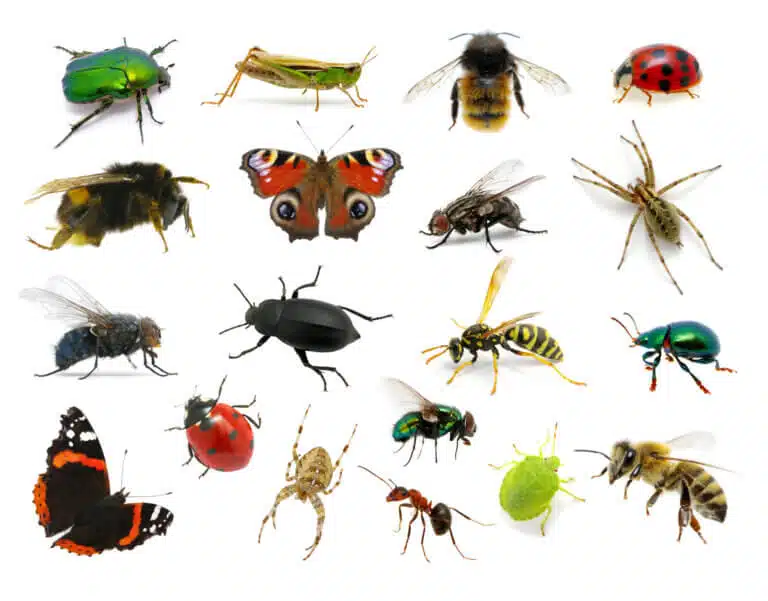 أنواع مختلفة من الحشرات. الرسم التوضيحي: موقع Depositphotos.com