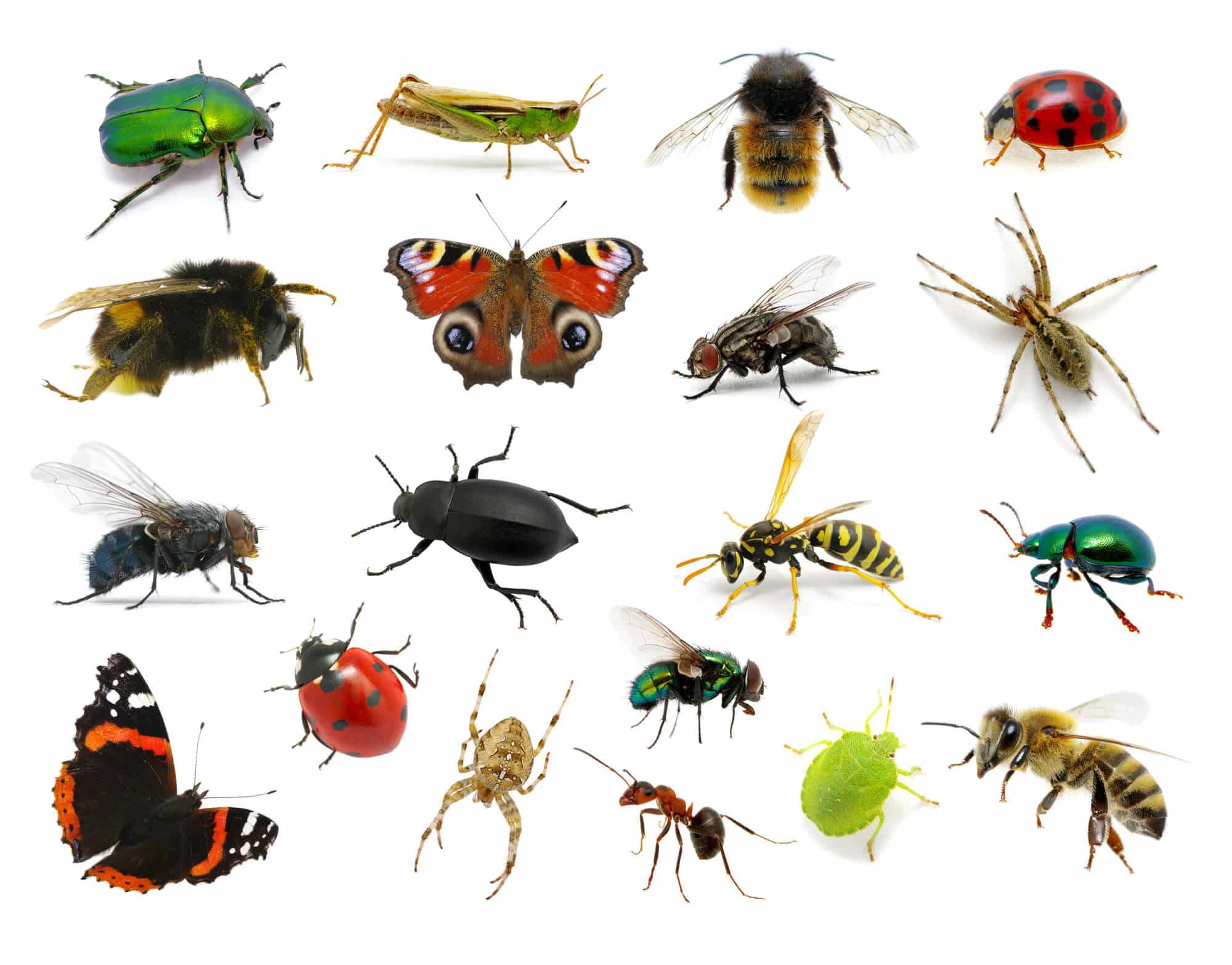 Different types of insects. Illustration: depositphotos.com