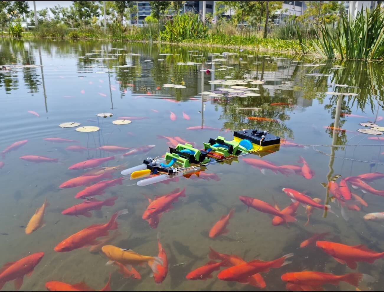 روبوت برمائي يسبح مع الأسماك. الصورة: يود غيتا ومختبر الروبوتات الحيوية في جامعة بن غوريون في النقب